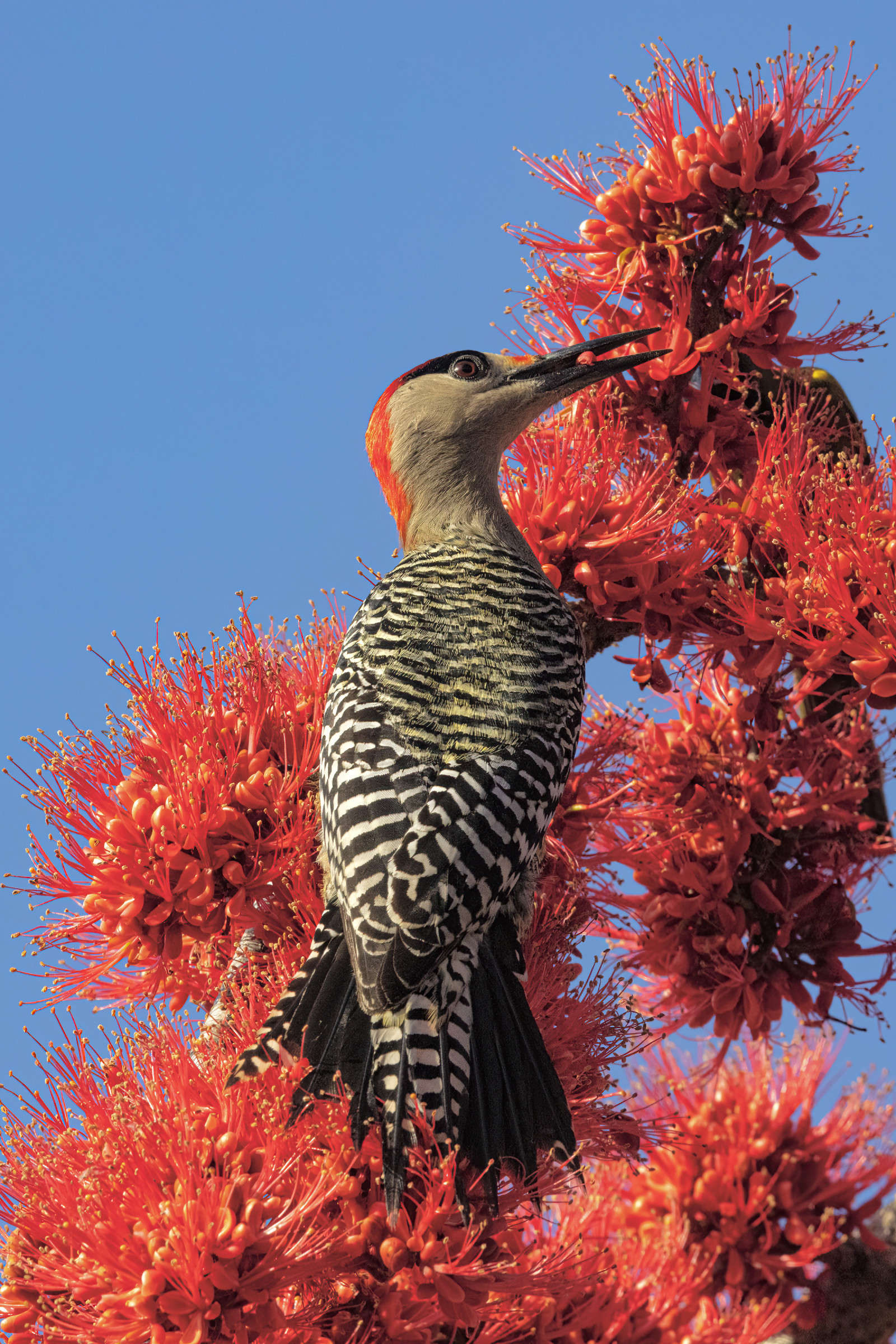 image West Indian Woodpecker